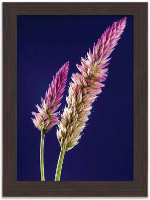 

Flowers Themed Framed Poster Photographic Paper(13.5 inch X 10 inch, Box Packing)