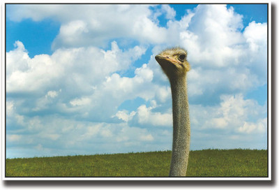 

Ostrich face Fine Art Print(12 inch X 18 inch, Rolled)