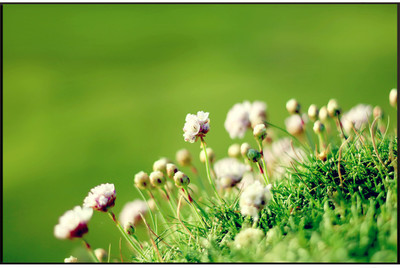 

Posterhouzz Flower Poster Poster Fine Art Print(12 inch X 18 inch, Rolled)