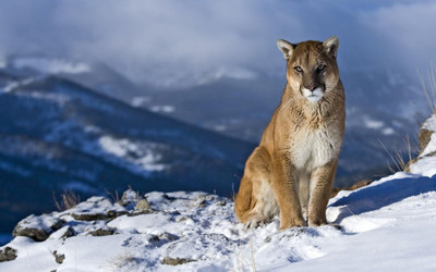 

Animal cougar POSTER Paper Print(12 inch X 18 inch)