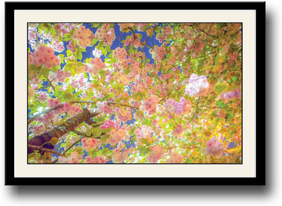 

Cherry Tree Fine Art Print(10 inch X 14 inch, Framed)