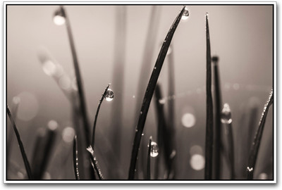 Grass Drops Paper Print(12 inch X 18 inch)