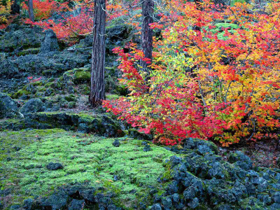

Posterhouzz Autumn Fine Art Print Poster Fine Art Print(12 inch X 18 inch, Rolled)