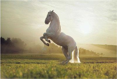 

Horse Roar Photographic Paper(13 inch X 19 inch, Rolled)