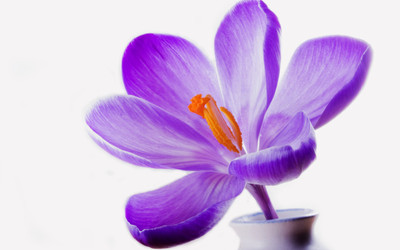 

Posterhouzz Flower Fine Art Print Poster Fine Art Print(12 inch X 18 inch, Rolled)