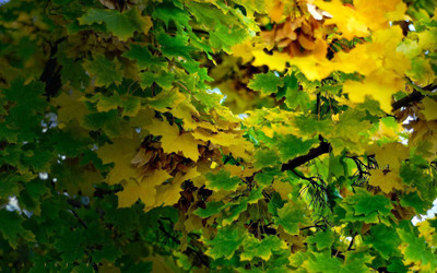 

Posterhouzz Autumn Fine Art Print Poster Fine Art Print(12 inch X 18 inch, Rolled)