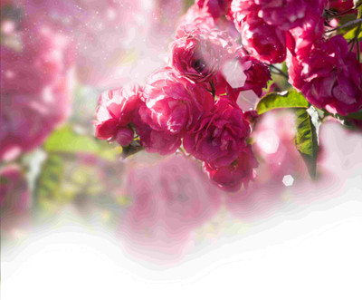 

Posterhouzz Flower Fine Art Print Poster Fine Art Print(18 inch X 12 inch, Rolled)