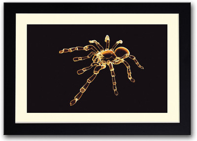 

Spider Fine Art Print(14 inch X 20 inch, Framed)