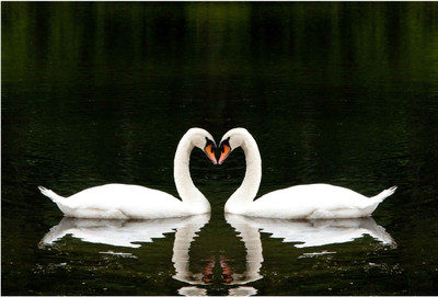 

Swan Love Paper Print(13 inch X 19 inch, Rolled)