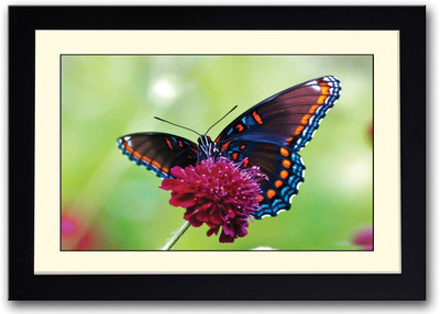 

Butterfly On Purple Flower Fine Art Print(14 inch X 20 inch, Framed)