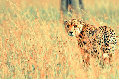 

Beautiful Cheetah Paper Print(12 inch X 18 inch, Rolled)