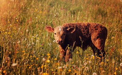 

Oshi - Calf in the Field Paper Print(12 inch X 18 inch, Stretched)