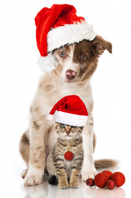 

Oshi - Christmas Dog and Cat Paper Print(18 inch X 12 inch, Streched)