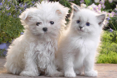 Just Cute - Cat & Dog Paper Print(12 inch X 18 inch)