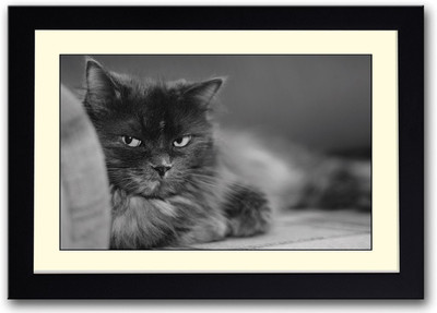 

Cute Cat AFP0489 Fine Art Print(14 inch X 20 inch, Framed)