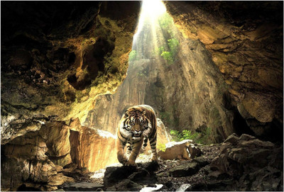 

Tiger In A Cave Photographic Paper(13 inch X 19 inch, Rolled)