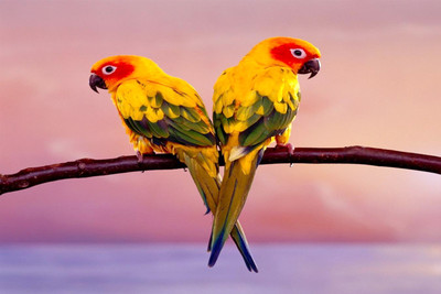 

Oshi - Two Colourful Parrot Paper Print(12 inch X 18 inch, Stretched)