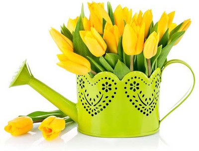 

Beautiful Yellow Tulips - Medium Size Ready To Frame Rolled Digital Art Print On Photographic Paper(24 inch X 18 inch, Rolled)