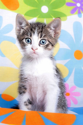 

Oshi - Cute Kitten (2) Paper Print(18 inch X 12 inch, Streched)