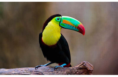 

Colorful Toucan - Medium Size Ready To Frame Rolled Digital Art Print On Photographic Paper(27 inch X 18 inch, Rolled)