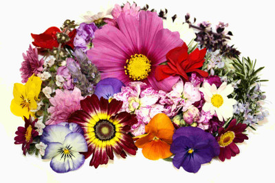 

Posterhouzz Flower Fine Art Print Poster Fine Art Print(12 inch X 18 inch, Rolled)
