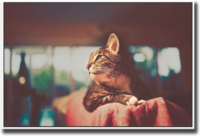 

Vintage Photography cat Fine Art Print(12 inch X 18 inch, Rolled)