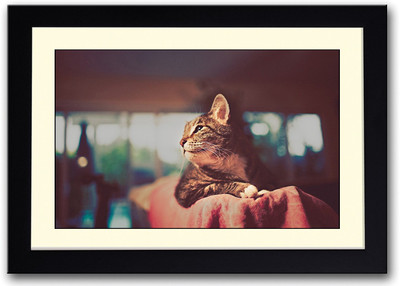 

Vintage Photography Cat Fine Art Print(14 inch X 20 inch, Framed)