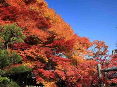

Posterhouzz Autumn Fine Art Print Poster Fine Art Print(12 inch X 18 inch, Rolled)