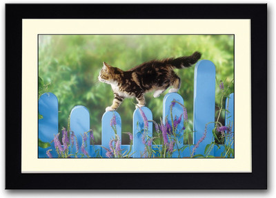 

Cat Walking On Fence Fine Art Print(14 inch X 20 inch, Framed)