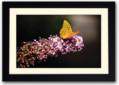 

Yellow Butterfly Amazing Fine Art Print(14 inch X 20 inch, Framed)