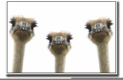 

Posterhouzz Three Ostrich Fine Art Print(12 inch X 18 inch, Rolled)
