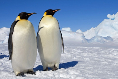 

Penguins Love Paper Print(12 inch X 18 inch)