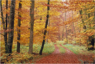 

Nature Paper Print(19 inch X 13 inch, Rolled)