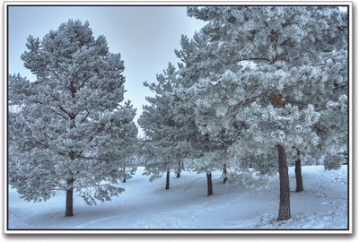 

Snow Covered Trees Paper Print(12 inch X 18 inch)