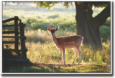 

Beautiful deer Fine Art Print(12 inch X 18 inch, Rolled)