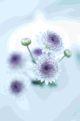 

Posterhouzz Flower Fine Art Print Poster Fine Art Print(18 inch X 12 inch, Rolled)
