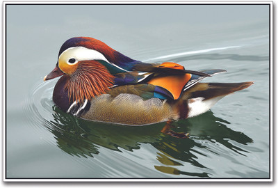 

Mandarin Duck Paper Print(12 inch X 18 inch)