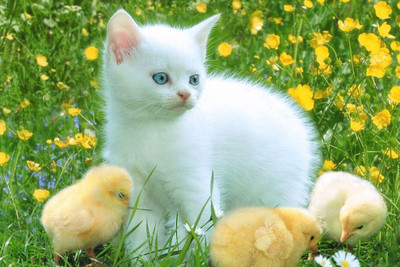 

Oshi - Cat and Chickens Paper Print(12 inch X 18 inch, Stretched)