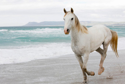 

Posterhouzz Horse Poster Paper Print(12 inch X 18 inch, Rolled)