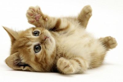 

Oshi - Cute Cat (2) Paper Print(12 inch X 18 inch, Rolled)