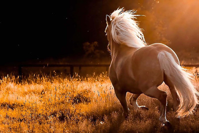 Amazing Running White Horse Paper Print(12 inch X 18 inch, Rolled)