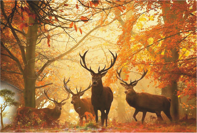 

Deer Wild life Wallpaper Paper Print(13 inch X 19 inch, Rolled)