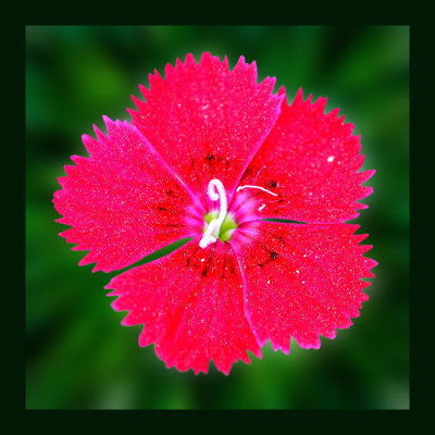 50% OFF on Bright Red Canvas Art(34 inch X 34 inch) 50% OFF on Bright Red Canvas Art(34 inch X 34 inch)