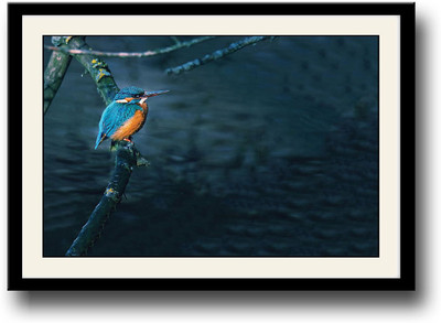

Blue Bird on Branch Fine Art Print(10 inch X 14 inch, Framed)