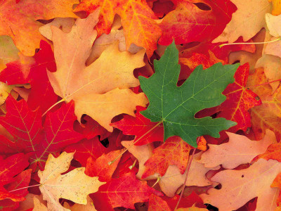 

Posterhouzz Autumn Fine Art Print Poster Fine Art Print(12 inch X 18 inch, Rolled)