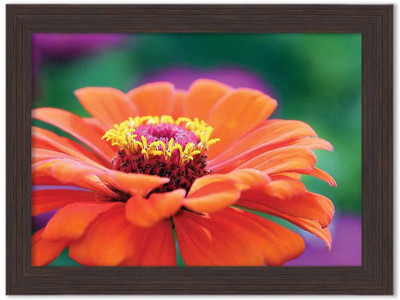 

Flowers Themed Framed Poster Photographic Paper(13.5 inch X 10 inch, Box Packing)