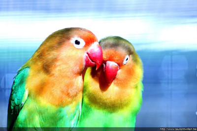 Posterhouzz Bird Fine Art Print Poster Fine Art Print(12 inch X 18 inch, Rolled)