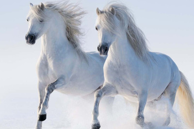 

Beautiful White Horses Paper Print(12 inch X 18 inch, Rolled)
