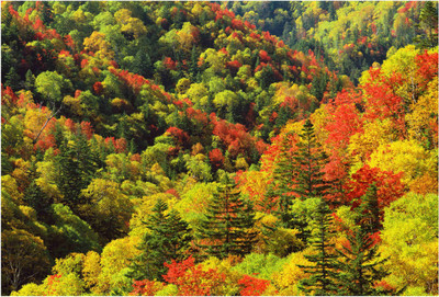 

Nature Paper Print(19 inch X 13 inch, Rolled)