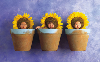 

FLOWER POT KIDS SUNFLOWER HD Wallpaper Background Fine Art Paper DECORATION Fine Art Print(19 inch X 13 inch, Rolled)